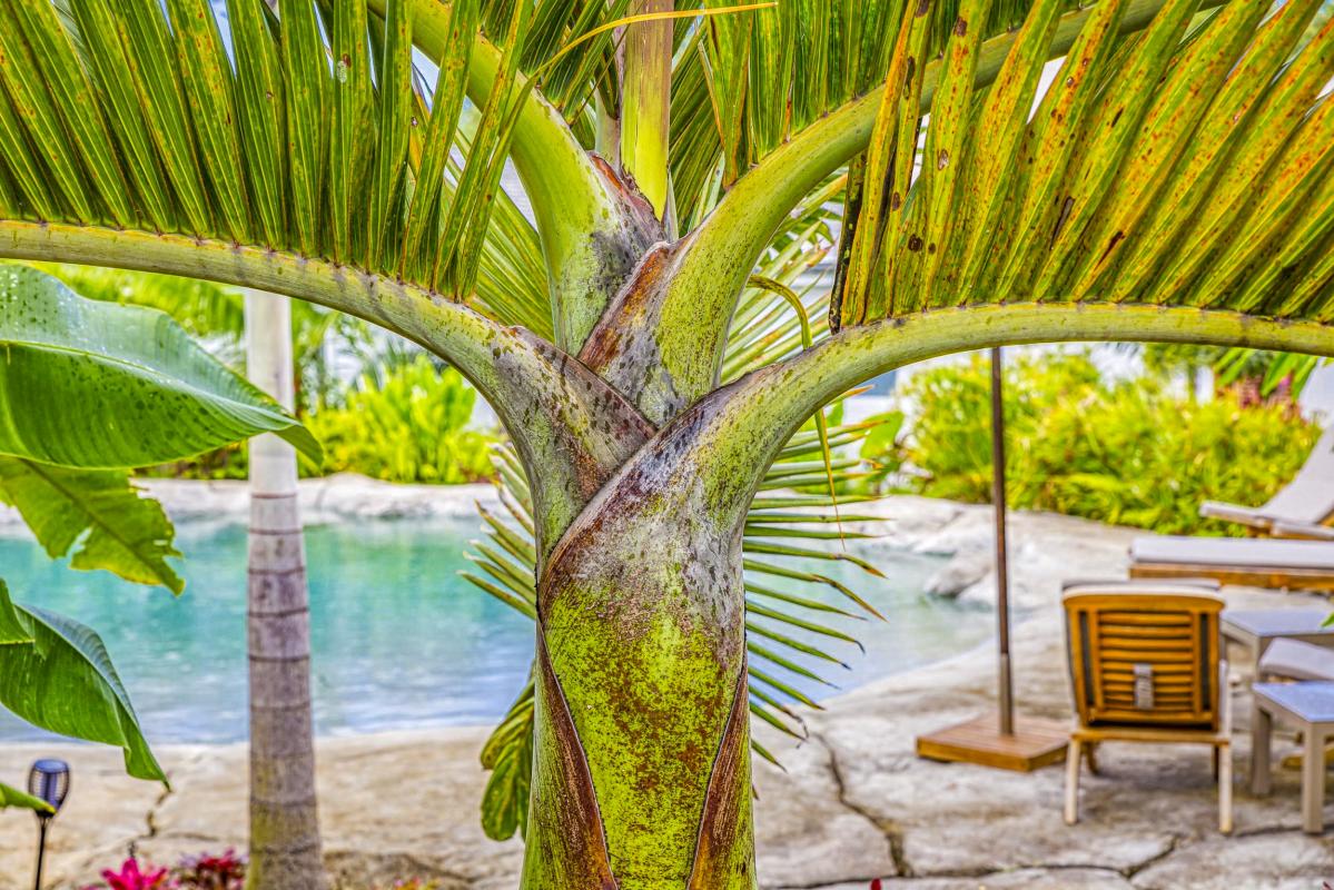 A louer villa Guadeloupe Petit Bourg - Villa 3 chambres 6 personnes - Habitatio St Charles (16)